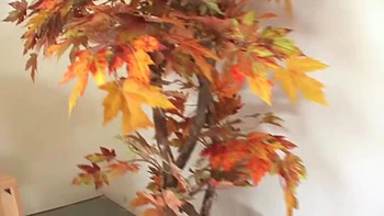 Midday BJ By Rane Revere Clip#1