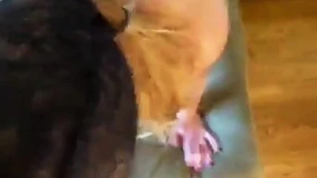 en cagoule elle baise comme une furie